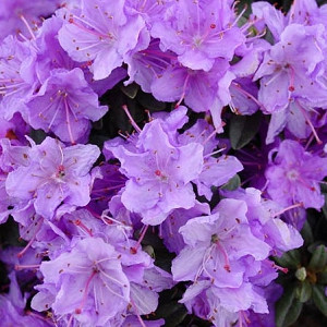 Rhododendron 'Ramapo', 'Ramapo' Rhododendron, Early Midseason Rhododendron, Evergreen Rhododendron, Purple Rhododendron, Purple Flowering Shrub